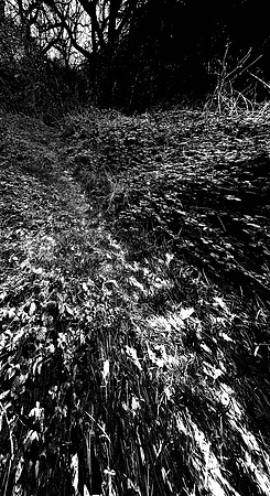 Oxleas Woods - NoHDR