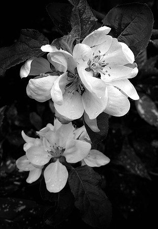 Apple Blossom