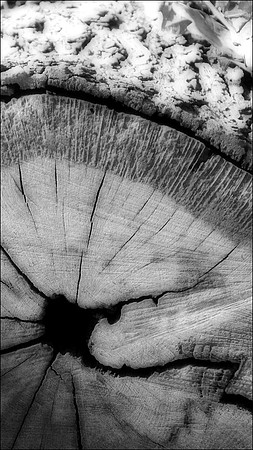 Oxleas Woods
