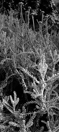 Black and White of Green